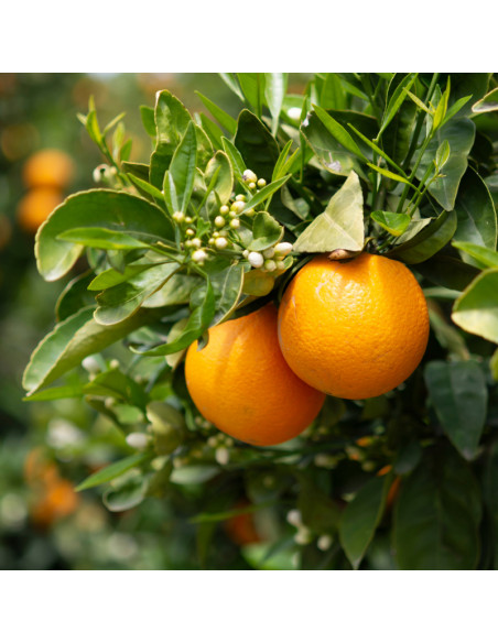 Naranjas de Zumo variedad Lane Late - Compra Directa desde Elche con Envío Gratis  - 3